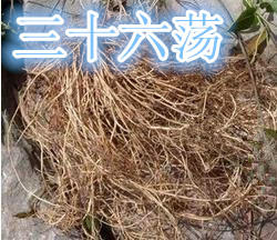 野生白龙须中药材