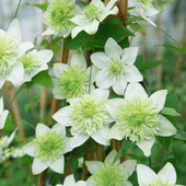 小绿铁线莲花苗阳台盆栽绿植四季 开重瓣大花庭院藤本爬藤攀援植物