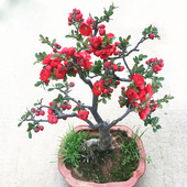 重瓣海棠花苗花卉四季 开盆栽盆景老桩室内外观花绿植物庭院阳台花