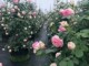 爬藤蔷薇粉红色龙沙宝石月季 一级母本庭院攀援植物 花苗特大花四季