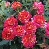 开别墅花卉植物绿植 花苗全美魔术大花玫瑰花盆栽四季 经典 条纹月季