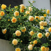 欧洲攀援月季 大花浓香爬墙玫瑰花 大苗欢笑格鲁吉亚藤本阳台月季