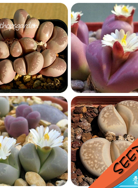 大内玉混合种子 lithops optica mixed 生石花种子 20/100粒