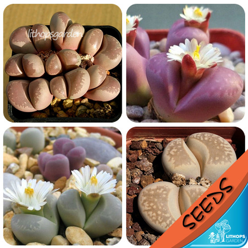 大内玉混合种子 lithops optica mixed 生石花种子 20/100粒