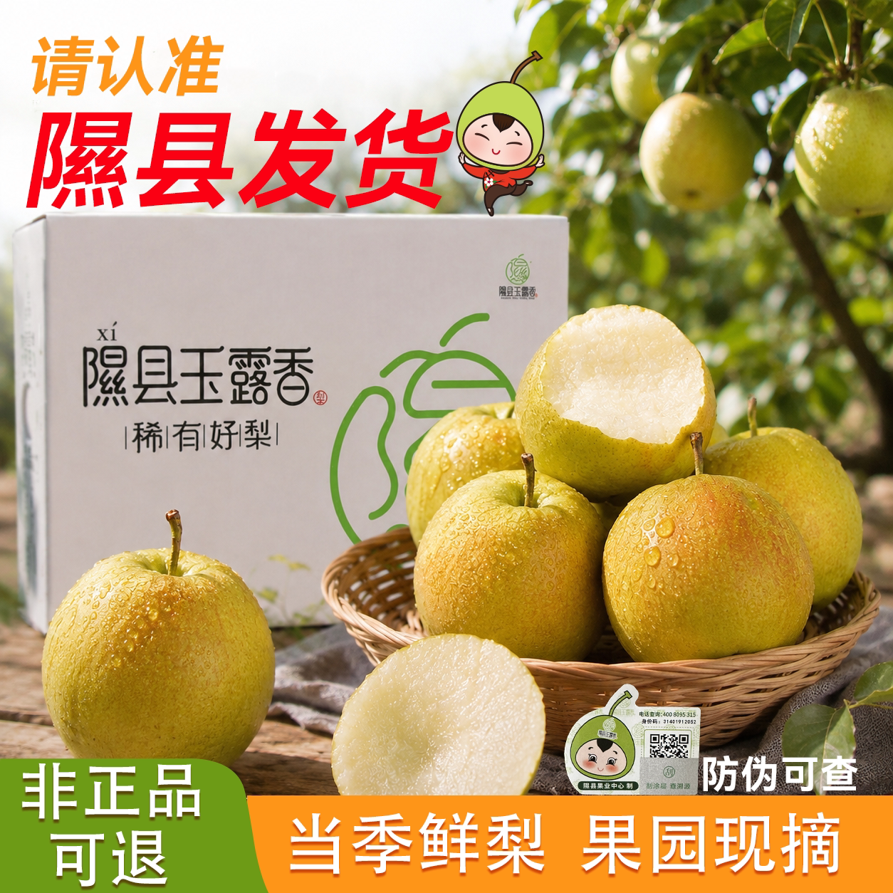 正宗山西隰县玉露香梨应季整箱水果新鲜包邮送礼8斤隰县发货皮薄