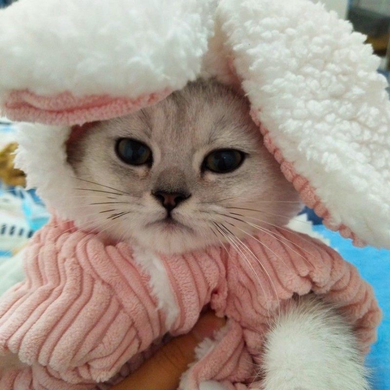 可爱宠物衣服乖乖兔连帽卫衣猫咪衣服保暖粉色系冬季加绒狗狗衣服,宠物/宠物食品及用品,猫宠物服装/雨衣（新）,淘宝优惠券,粉丝福利购,淘宝优惠卷