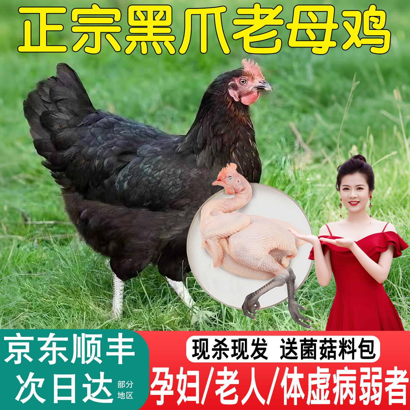 正宗黑脚老母鸡黑凤土鸡农家散养