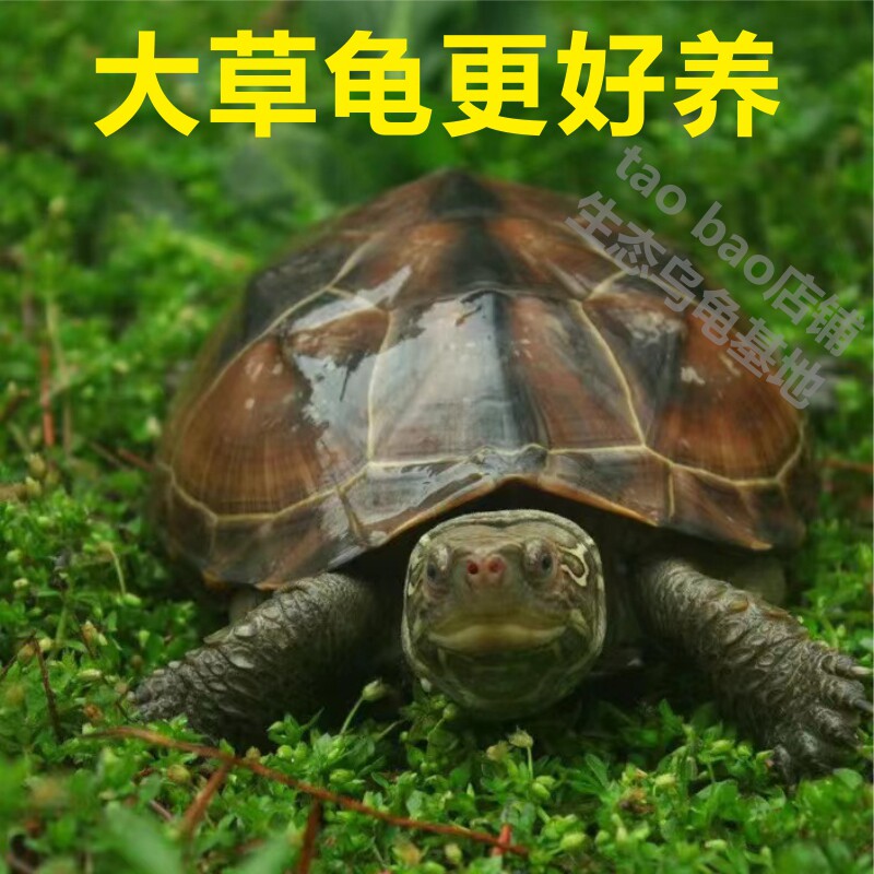 乌龟活物大草龟外塘中华草龟花杂草龟活体招财龟长寿龟观赏宠物龟