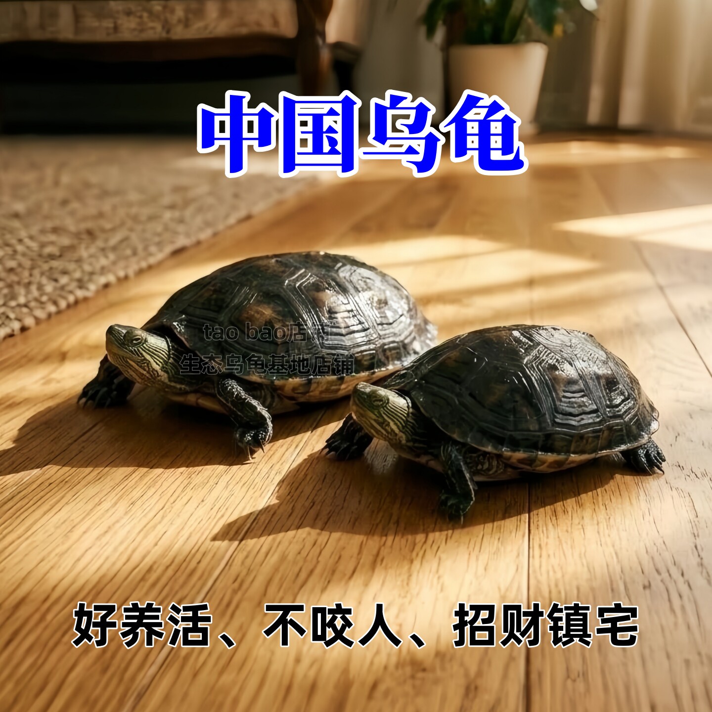乌龟活物龟珍珠龟大只家养招财龟草龟活体花龟大龟宠物大乌龟活物