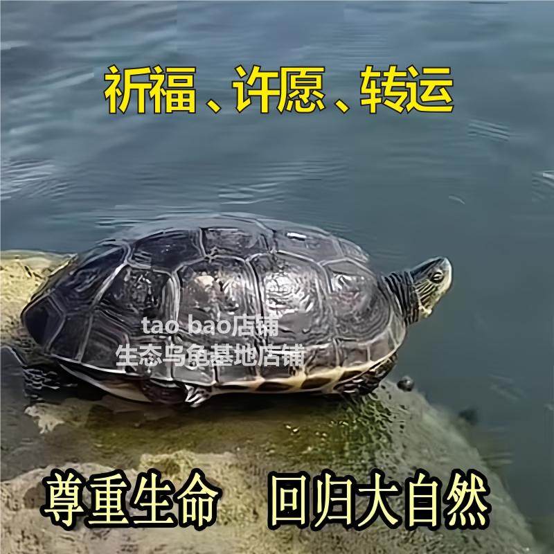 中国本土乌龟转运乌龟活物许愿祈福长寿乌龟招财龟中华草龟淡水龟