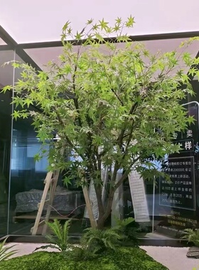 真绿枫树鸡爪槭日式庭院枯山水造景观红枫假树橱窗摆件室内装饰