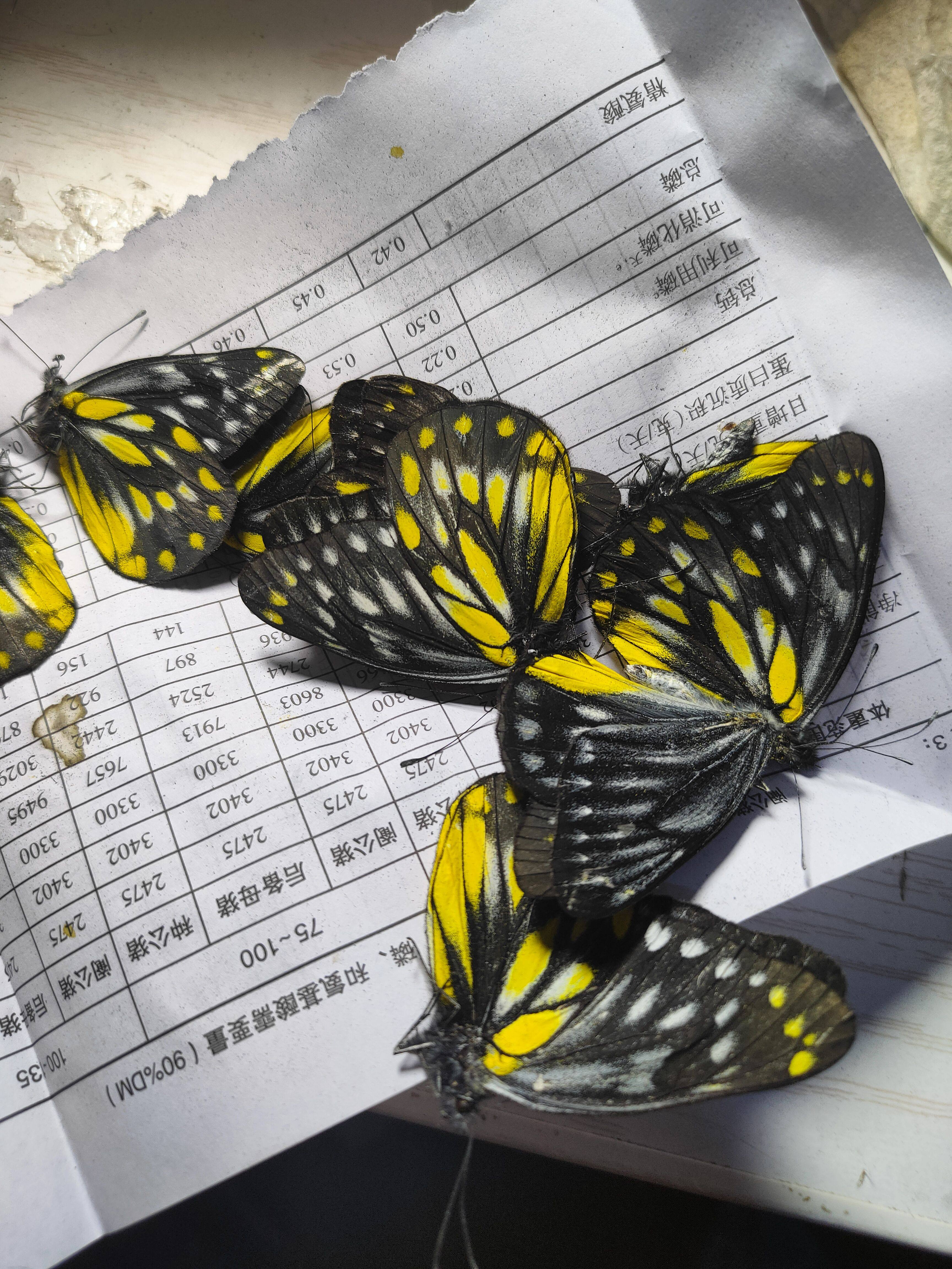 艳妇斑粉蝶未展翅真蝴蝶标本生物教学科普儿童认知