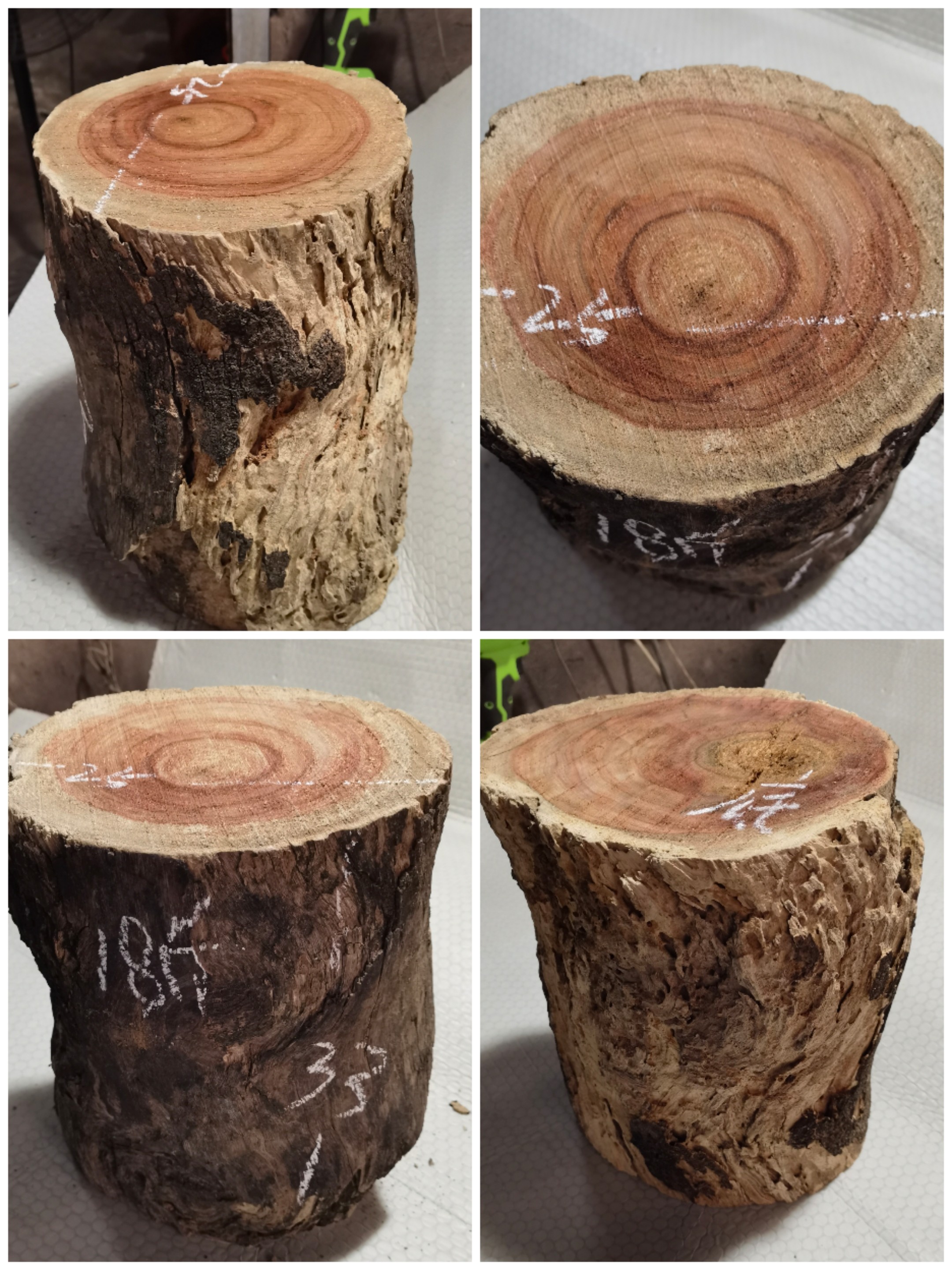 天然樟木块 樟木条 防蛀防虫剂 千年树杆 墩子 凳子 民宿摆件,居家日用,防霉防蛀,淘宝优惠券,粉丝福利购,淘宝优惠卷