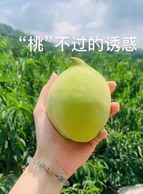 粤北连州特产鹰嘴新鲜水果广东