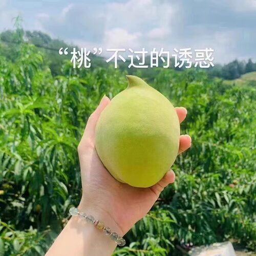 粤北连州特产鹰嘴新鲜水果广东