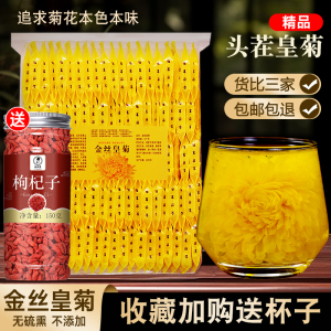 金丝皇菊特级大菊花独立包装一朵一杯无硫大朵黄菊特大菊花茶精品