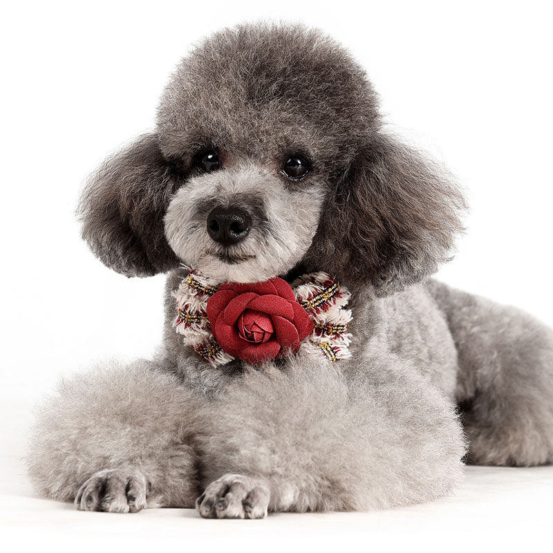 金丝绒花朵宠物蝴蝶结小狗狗领结领花泰迪幼犬小型犬猫咪饰品配饰