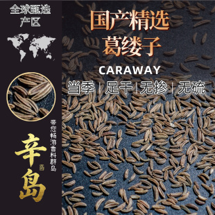 葛缕子籽西餐烘焙香肠革楼孑藏茴香葛娄子Caraway