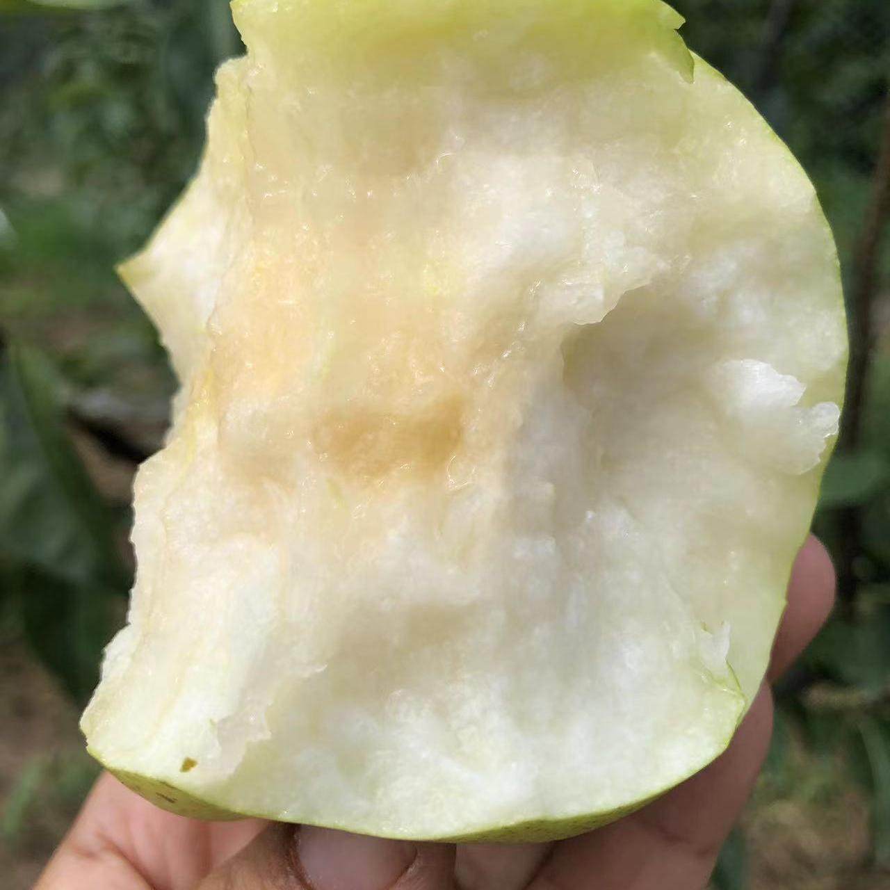水果当季新鲜整箱 有机兔粪羊粪  梨中贵族 冰箱冷藏京东顺丰包邮