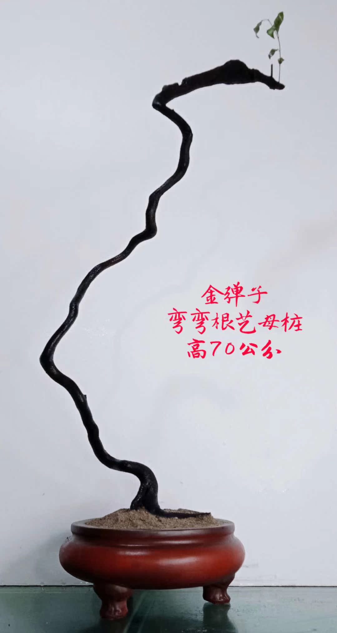 四川金弹子盆景老桩疙瘩原生母桩生桩阴芽悬崖桩丛林