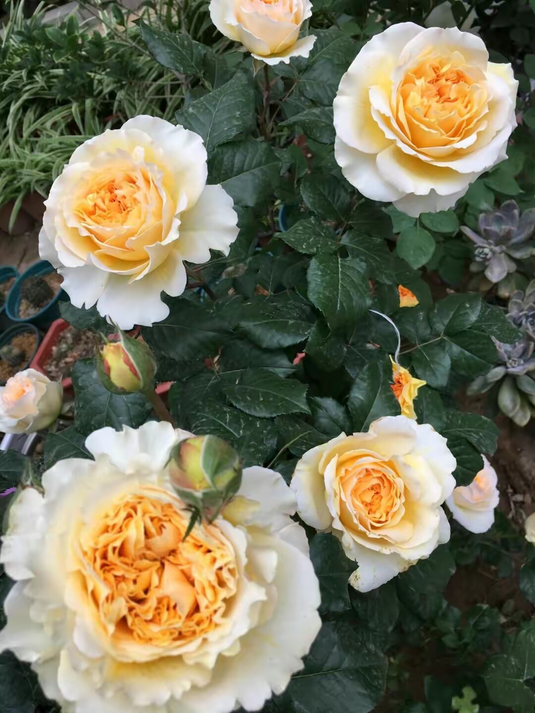 晴天月季园浓香碧翠丝月季花苗阳台室外庭院玫瑰盆栽植物灌木四季