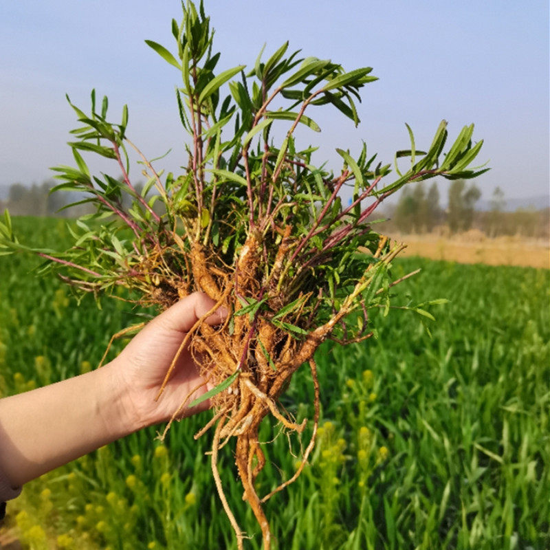 山东特产野生山苜楂蚂蚱菜马山菜山木楂山珍菜现挖根苗种植包成活