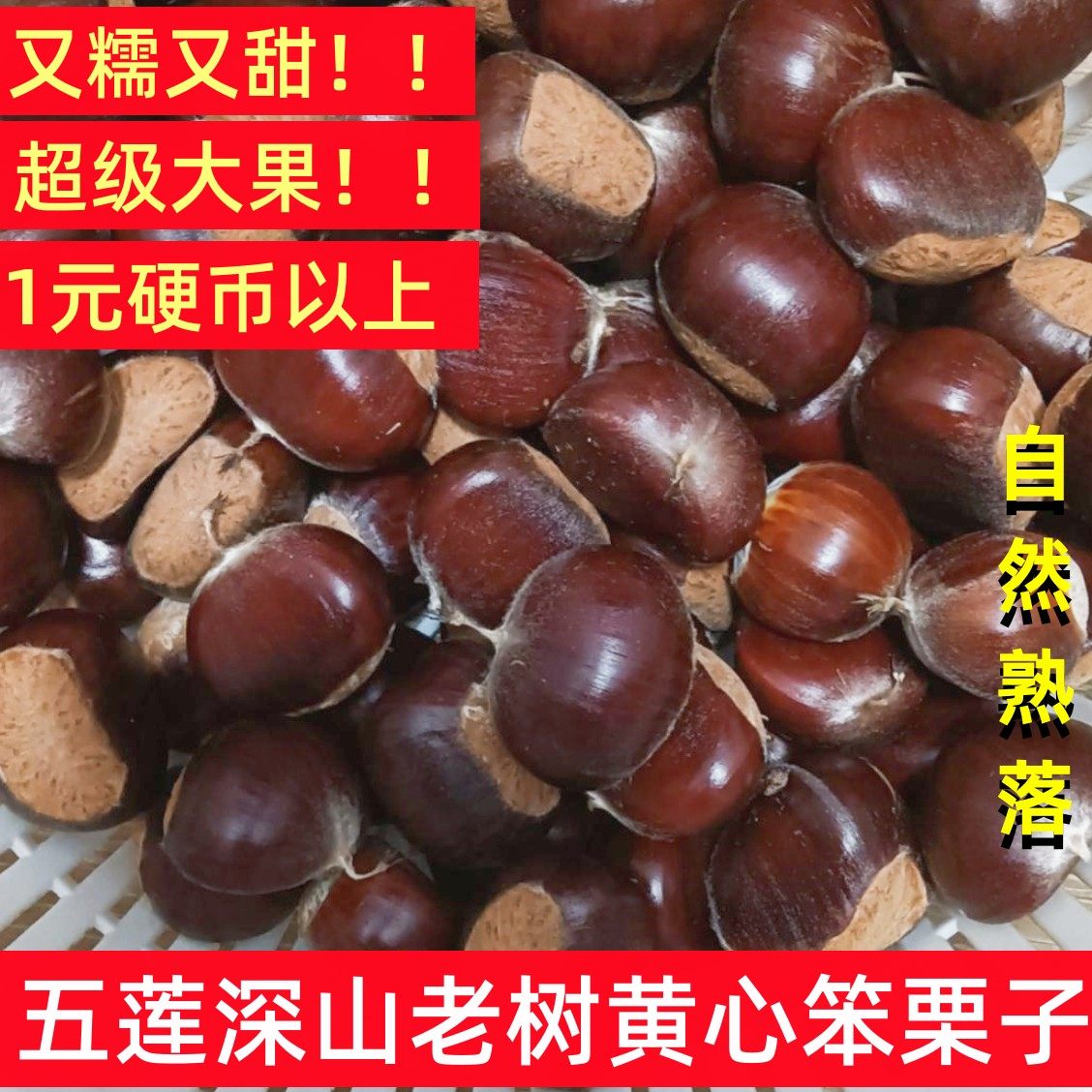 山东板栗今年新鲜生五莲栗子五莲山嫩板栗去刺球老树野生小油板栗