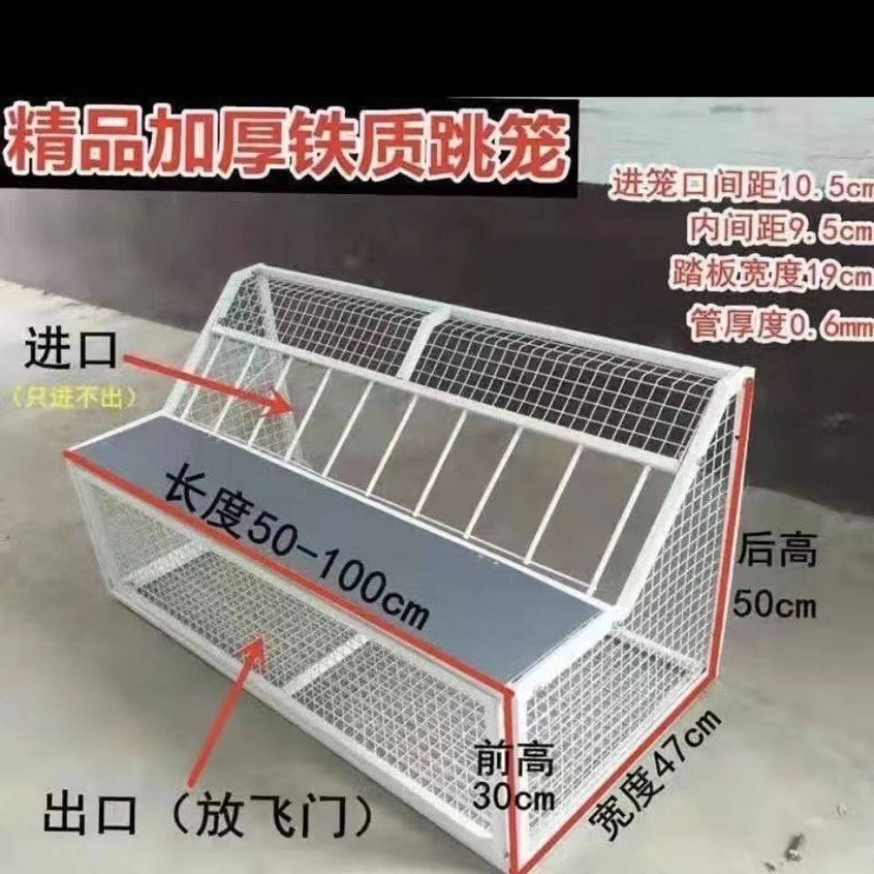 跳笼只进不出跳笼鸽棚鸽舍进口