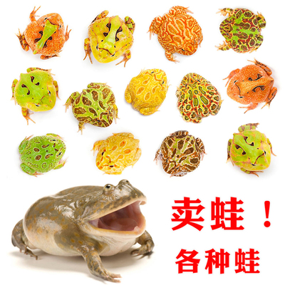 角蛙活物草莓南瓜黄金绿角蛙原色变异粉雪红钟绿霸王小丑蛙宠物蛙