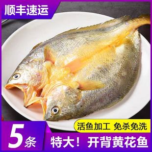 宁德霞浦黄鱼鲞新鲜开背黄花鱼咸香大黄鱼三去小黄鱼海鲜海鱼商用