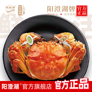 陽澄湖牌大閘蟹公母鮮活特大螃蟹大閘蟹螃蟹陽澄湖大閘蟹 活蟹