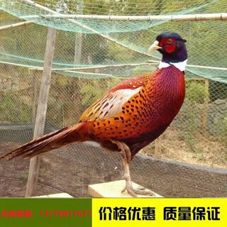 七彩山鸡活苗纯种山鸡观赏鸡脫温七彩山鸡活体下蛋鸡高产蛋鸡鸡苗