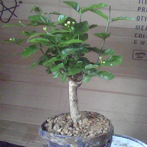 绿植书房横县盆景花卉阳台包邮