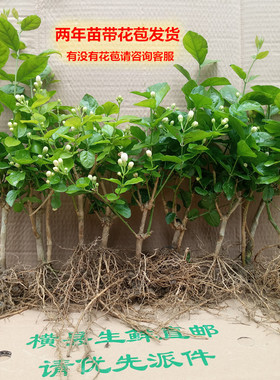 横县夏季秋季庭院书房重瓣茉莉盆栽盆景白色茉莉花苗包邮阳台绿植