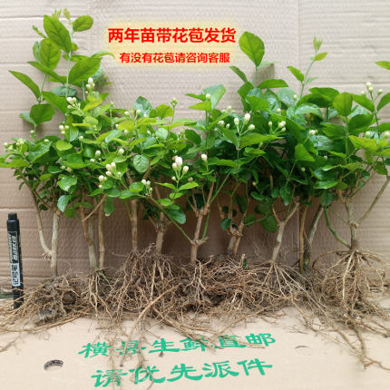 横县夏季秋季庭院书房重瓣茉莉盆栽盆景白色茉莉花苗包邮阳台绿植