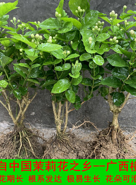 横州重瓣白色茉莉花苗盆栽盆景花卉老桩花苗室内好养的花开花不断