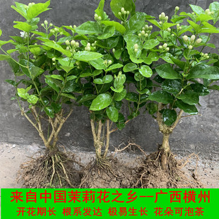 横州重瓣白色茉莉花苗盆栽盆景花卉老桩花苗室内好养的花开花不断