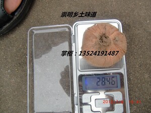 藏红花西红花番红花 种子苗 种球 球茎20—30克 5个装