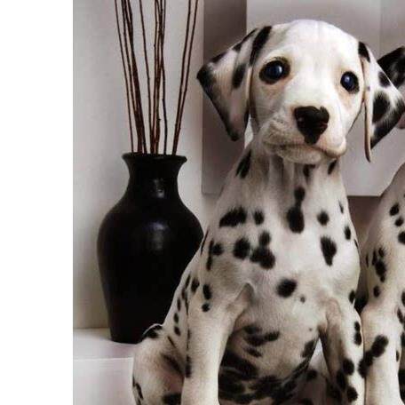 天津犬舍出售香港斑点狗幼犬 大麦町幼犬 斑点狗狗家养活体宠物狗