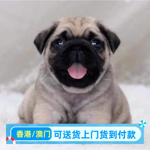 巴哥幼犬小型犬巴哥幼崽香港宠物狗狗活体高品质（预付款定金）