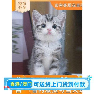 贵阳/实体门店/曼基康矮脚猫香港英短蓝金渐层猫幼猫活体银渐层幼