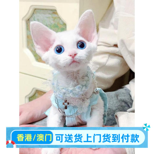 德文卷毛猫幼猫香港蓝眼异瞳黑白虎斑开脸不掉毛猫活体宠物猫舍