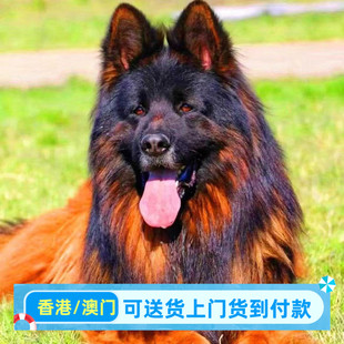 德牧幼犬大型犬长毛警犬正宗黑背犬牧羊犬警犬正宗德国牧羊犬便宜