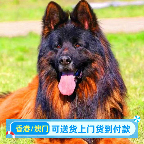 德牧幼犬大型犬长毛警犬正宗黑背犬牧羊犬警犬正宗德国牧羊犬便宜