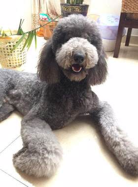 广州本地犬舍出售巨贵犬幼犬活体大型灰色巨型贵宾犬燕尾服宠物狗