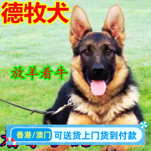 德国牧羊犬长毛德牧活体狼狗警犬德牧幼崽黑背犬弓背犬混血犬狗狗