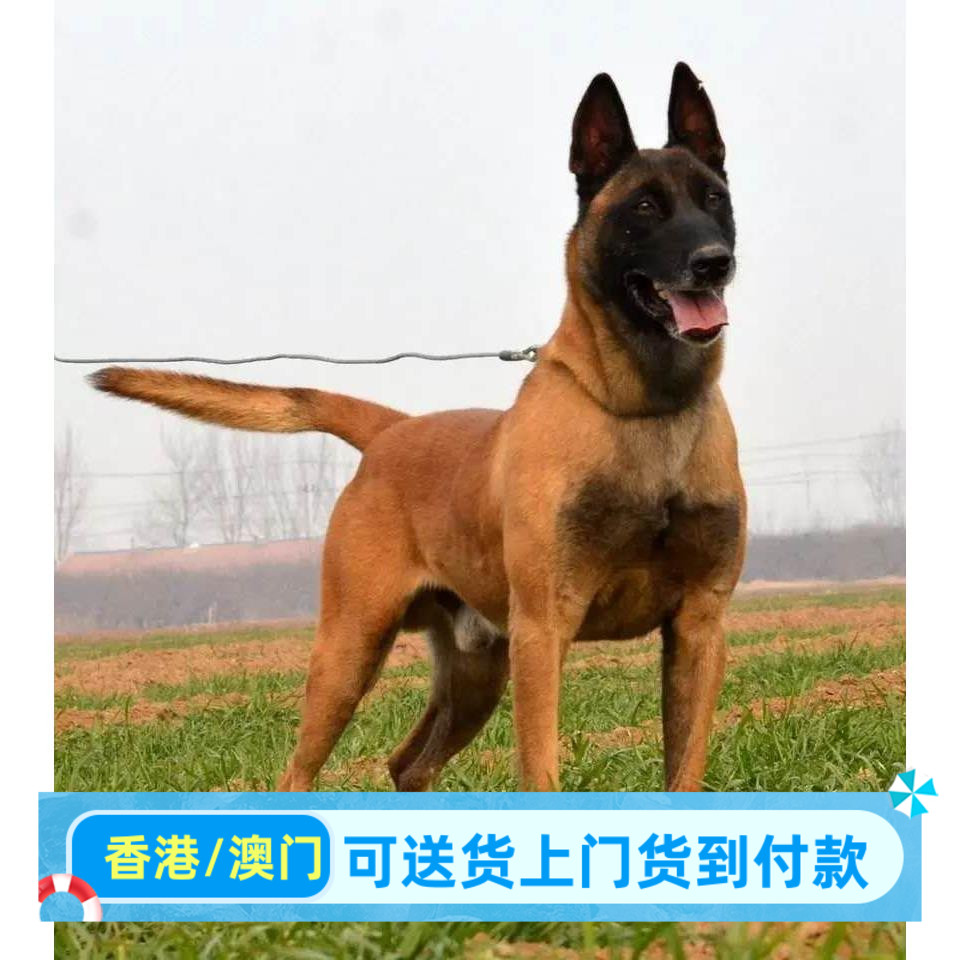 成都本地犬舍出售香港比利时马犬幼犬军犬警犬活体红马犬黄马黑马 - 实物图