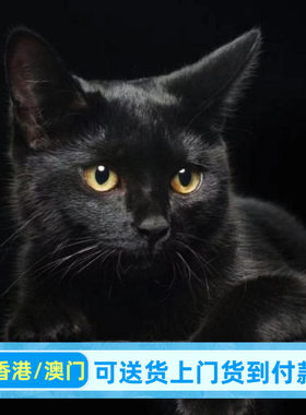 香港/繁育直售/玄猫黑煤球英短黑猫土猫幼崽纯黑猫活体宠物幼猫咪