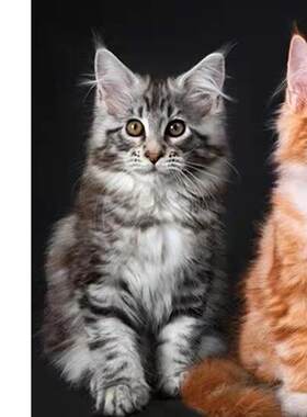 广州猫舍出售缅因猫幼猫大型长毛宠物猫银虎棕虎纯黑挪威森林猫咪