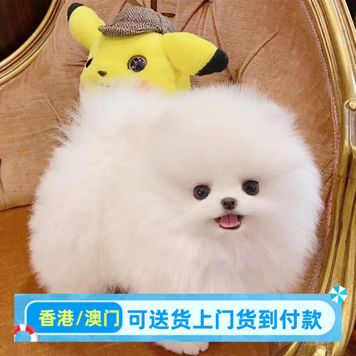 西安犬舍出售香港博美幼犬活体小型犬茶杯犬俊介犬袖珍黄博美狗狗